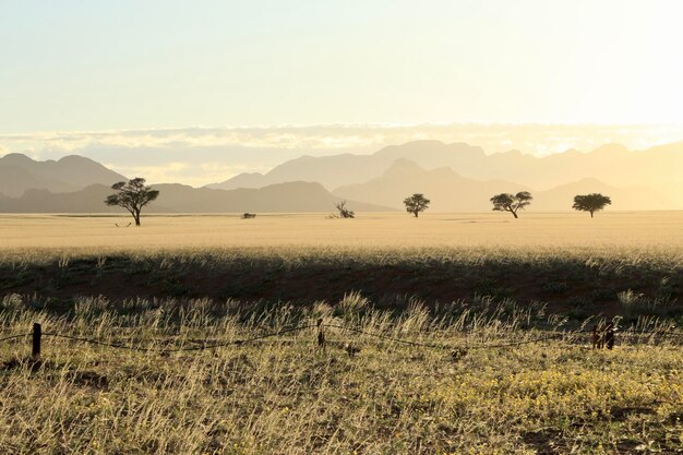 Foto vista panorámica del campo contra el cielo despejado