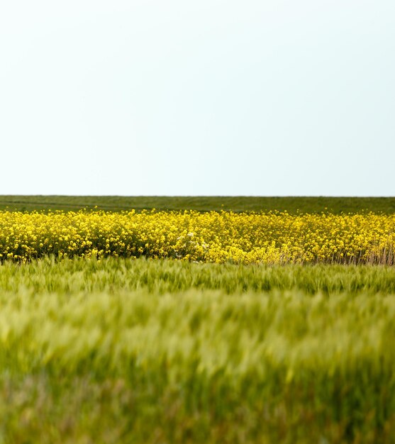 Foto vista panorámica del campo contra el cielo despejado