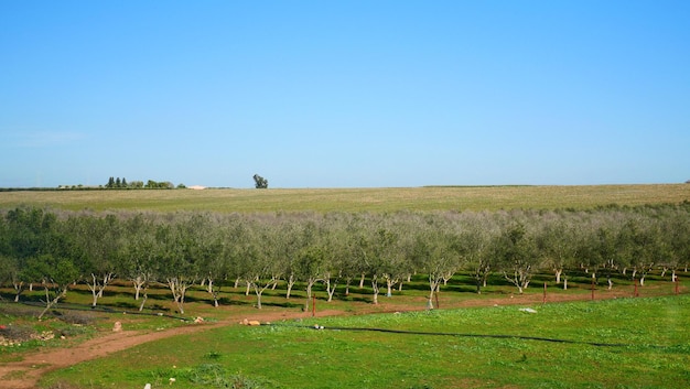 Foto vista panorámica del campo contra el cielo despejado