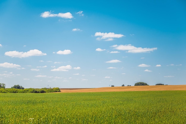 Vista panorámica del campo contra el cielo despejado