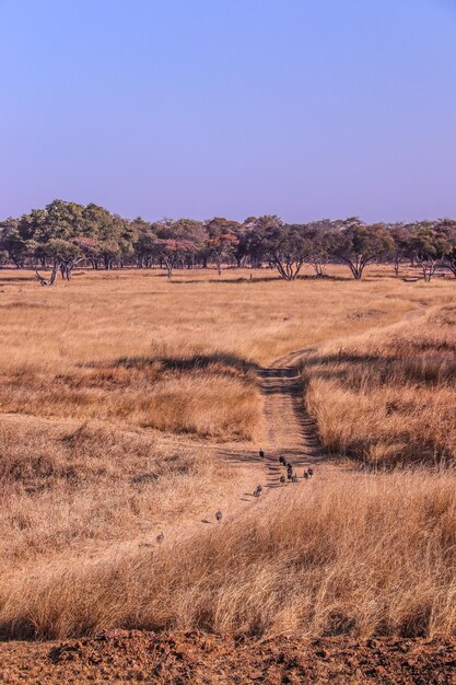 Foto vista panorámica del campo contra un cielo despejado