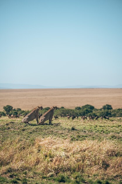 Foto vista panorámica del campo contra el cielo despejado