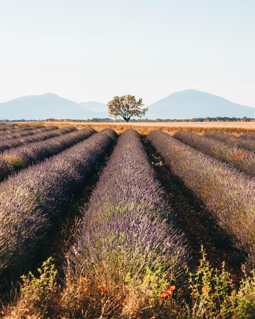 Foto vista panorámica del campo contra el cielo despejado