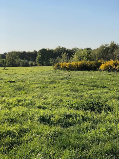 Vista panorámica del campo contra el cielo despejado