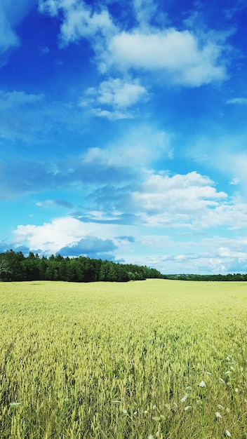 Foto vista panorámica del campo contra el cielo nublado