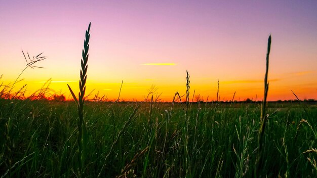 Foto vista panorámica del campo contra el cielo nublado