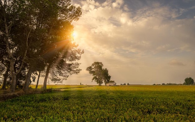 Vista panorámica del campo contra el cielo durante la puesta de sol