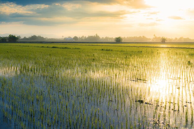 Foto vista panorámica del campo contra el cielo durante la puesta de sol