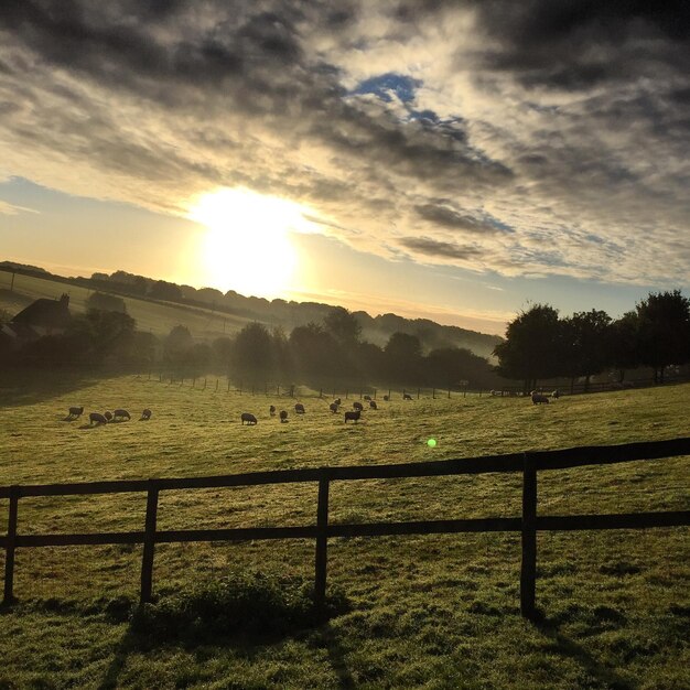 Foto vista panorámica del campo contra el cielo durante la puesta de sol