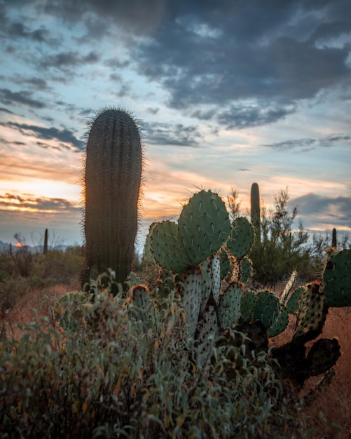 Foto vista panorámica del campo contra el cielo durante la puesta de sol