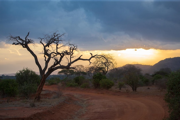 Vista panorámica del campo contra el cielo durante la puesta de sol