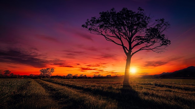 Vista panorámica del campo contra el cielo durante la puesta de sol