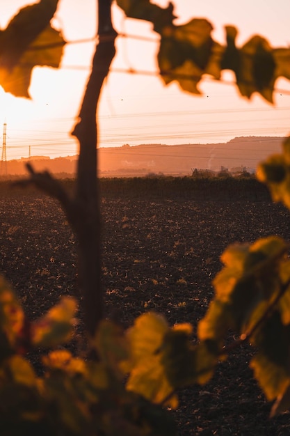 Foto vista panorámica del campo contra el cielo durante la puesta de sol