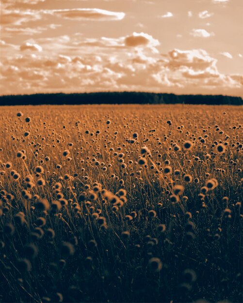 Vista panorámica del campo contra el cielo durante la puesta de sol