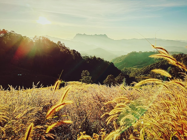 Vista panorámica del campo contra el cielo durante la puesta de sol