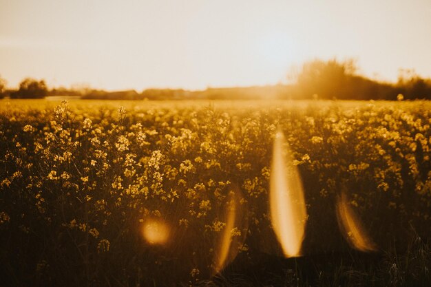 Foto vista panorámica del campo contra el cielo durante la puesta de sol