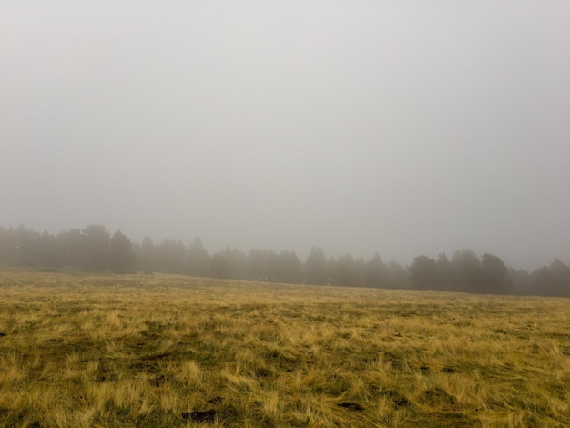 Vista panorámica del campo contra el cielo durante el tiempo de niebla