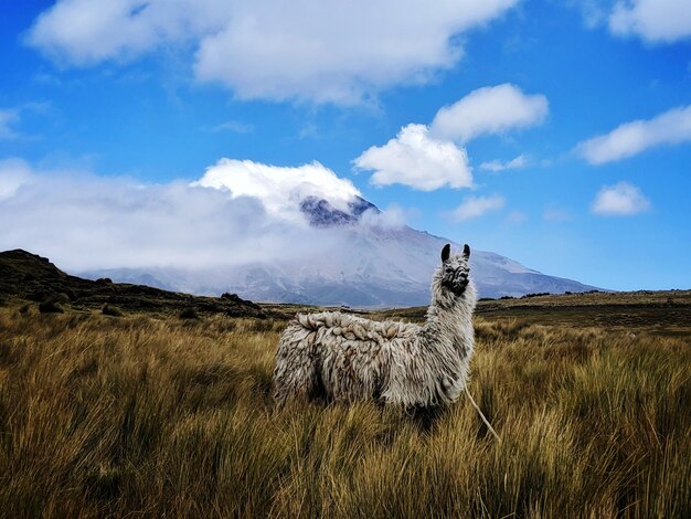 Foto vista panorámica del campo contra el cielo