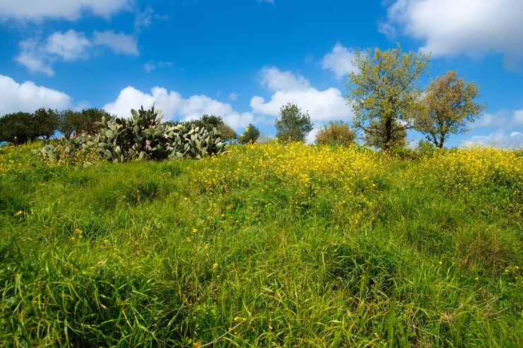 Foto vista panorámica del campo contra el cielo