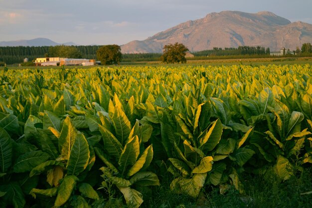 Foto vista panorámica del campo contra el cielo