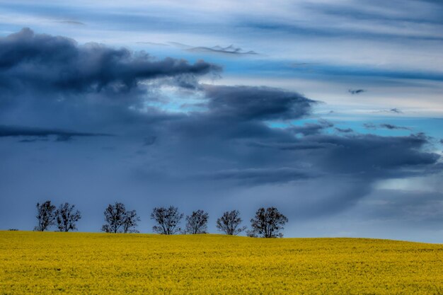 Vista panorámica del campo contra el cielo