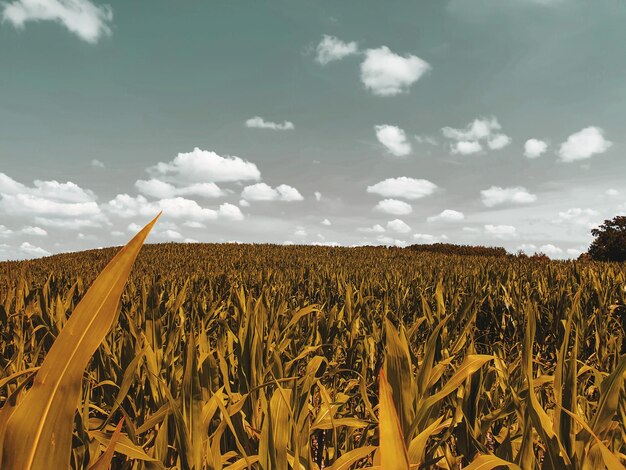 Foto vista panorámica del campo contra el cielo