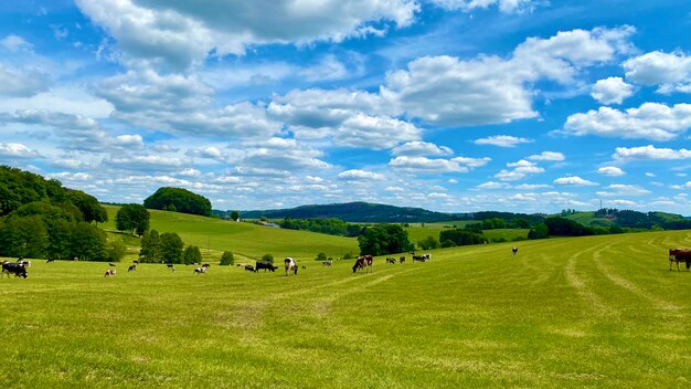 Foto vista panorámica del campo contra el cielo