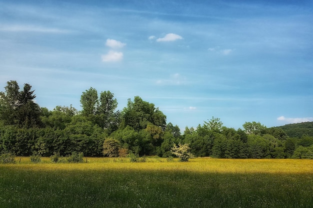 Foto vista panorámica del campo contra el cielo