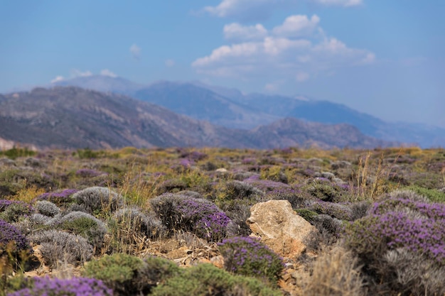 Vista panorámica del campo contra el cielo