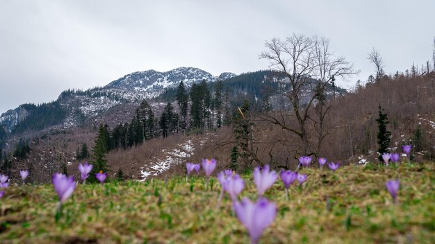 Foto vista panorámica del campo contra el cielo