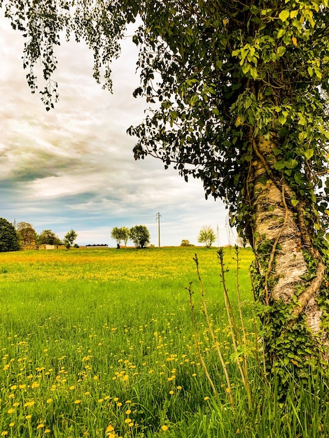 Foto vista panorámica del campo contra el cielo