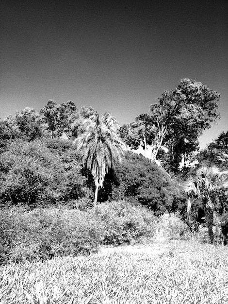 Foto vista panorámica del campo contra el cielo