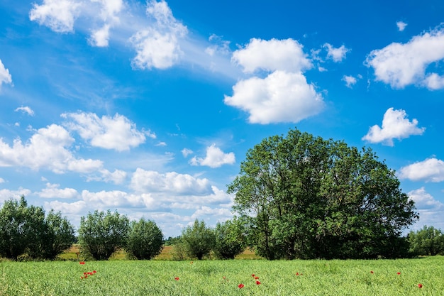 Foto vista panorámica del campo contra el cielo