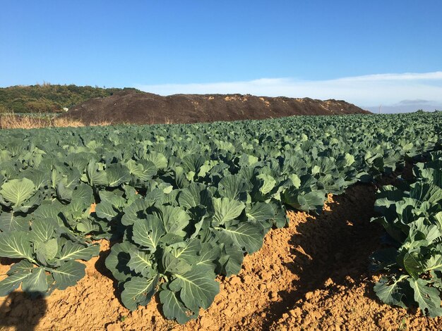 Foto vista panorámica del campo contra el cielo