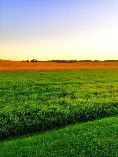 Foto vista panorámica de un campo cubierto de hierba contra un cielo despejado