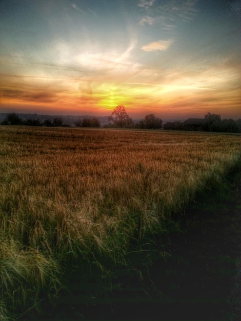 Vista panorámica de un campo cubierto de hierba contra un cielo nublado durante la puesta de sol