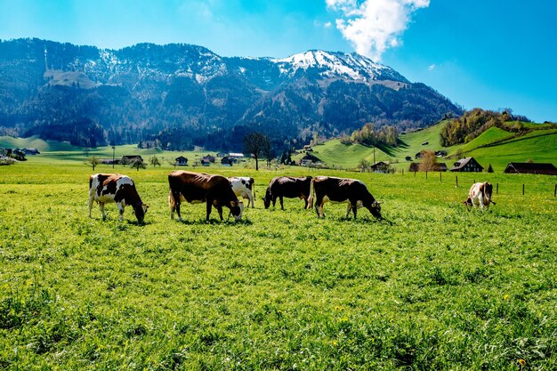 Vista panorámica de un campo cubierto de hierba contra un cielo nublado