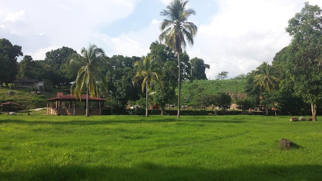 Vista panorámica de un campo cubierto de hierba contra un cielo nublado