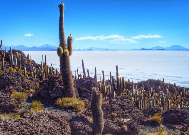 Foto vista panorámica de un campo cubierto de hierba contra un cielo nublado