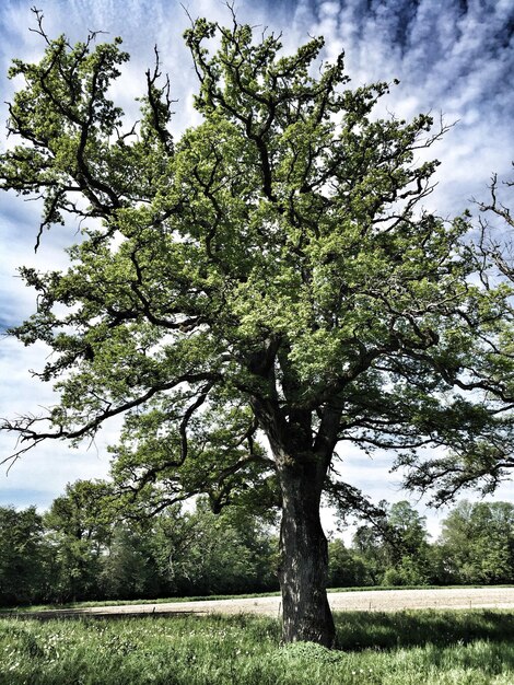 Vista panorámica de un campo cubierto de hierba contra un cielo nublado