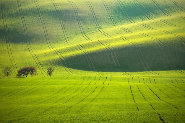 Vista panorámica de un campo cubierto de hierba