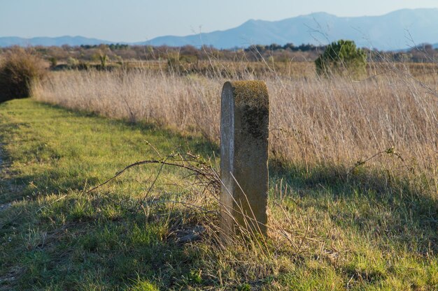 Vista panorámica de un campo cubierto de hierba