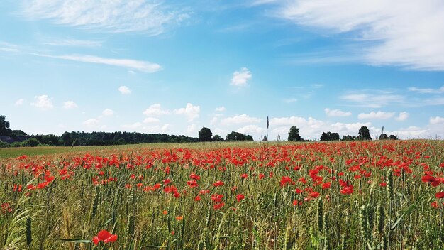 Foto vista panorámica de un campo en flor contra el cielo