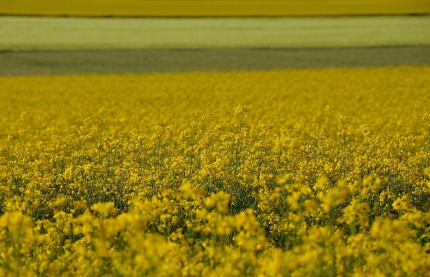 Foto vista panorámica de un campo de flores amarillas