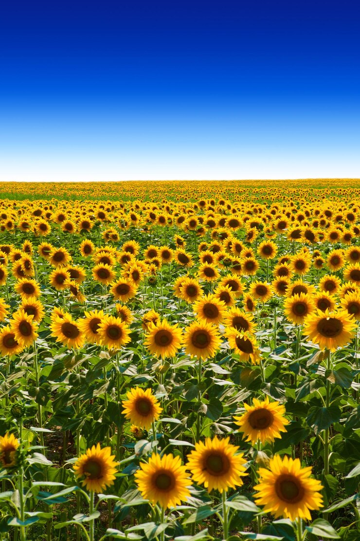 Foto vista panorámica del campo de girasoles contra el cielo despejado
