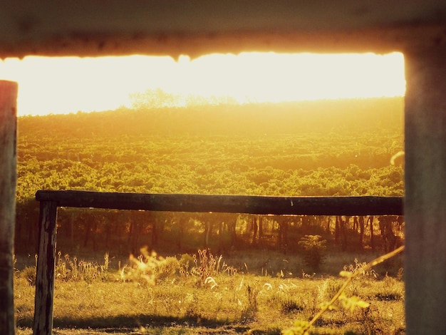 Foto vista panorámica de un campo de hierba contra el cielo durante la puesta de sol