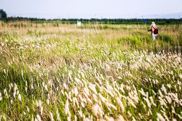Foto vista panorámica de un campo de hierba contra el cielo