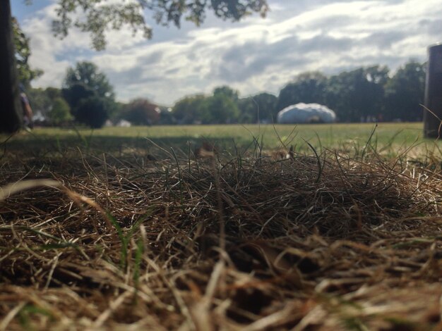 Foto vista panorámica de un campo de hierba contra el cielo