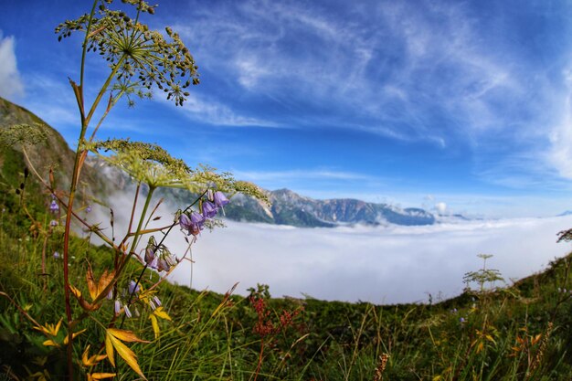 Foto vista panorámica de un campo de hierba contra el cielo