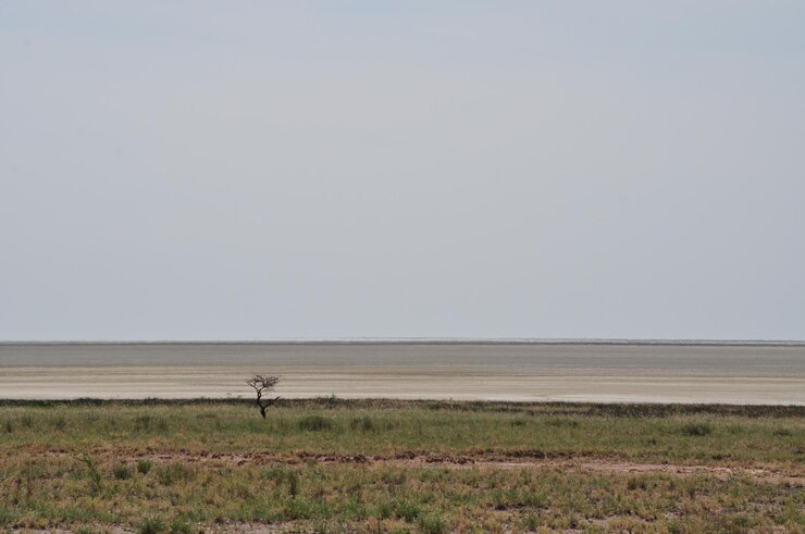 Foto vista panorámica de un campo de hierba contra el cielo